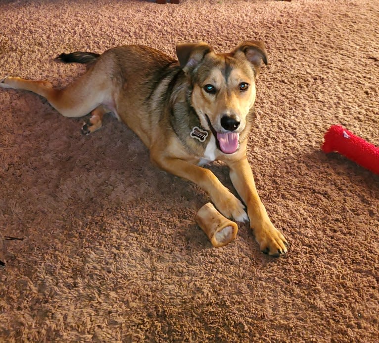 Sheppy, an American Pit Bull Terrier and German Shepherd Dog mix tested with EmbarkVet.com