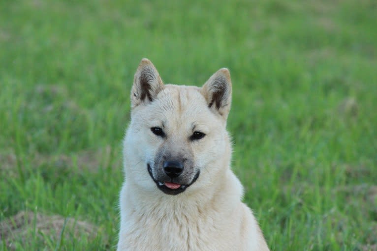 Tsume, a Hokkaido tested with EmbarkVet.com