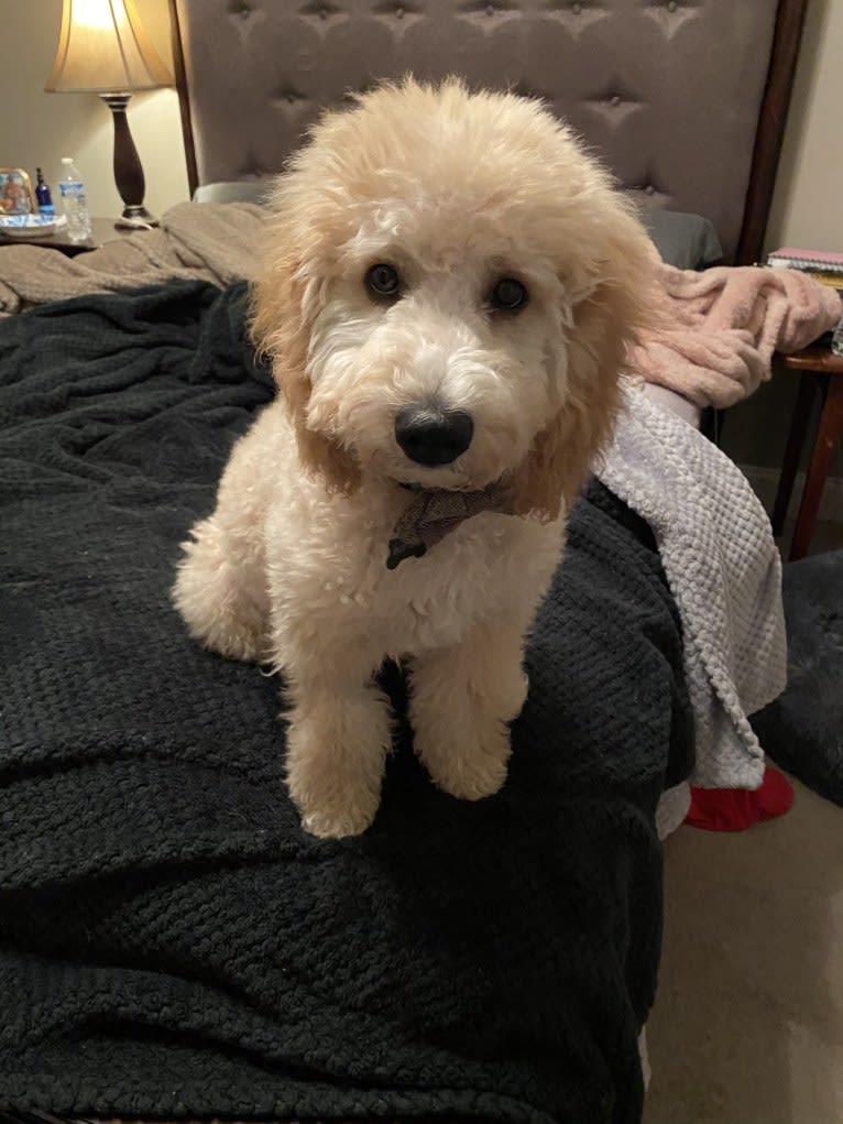 Butters, a St. Berdoodle tested with EmbarkVet.com