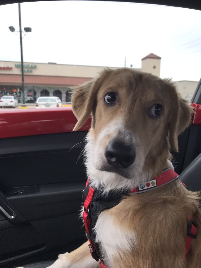 Charlie, an Australian Shepherd and American Pit Bull Terrier mix tested with EmbarkVet.com