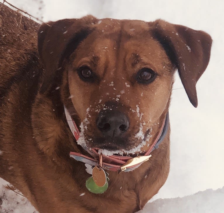 Ginger, a Rottweiler and American Pit Bull Terrier mix tested with EmbarkVet.com