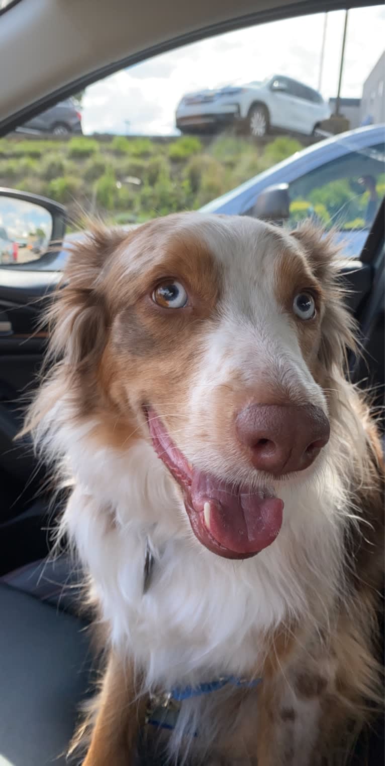 Harrison, an Australian Shepherd and Border Collie mix tested with EmbarkVet.com