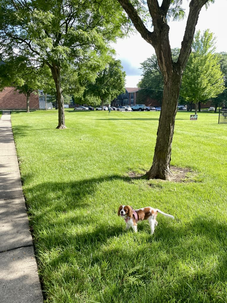 Lucky, a Cavalier King Charles Spaniel tested with EmbarkVet.com