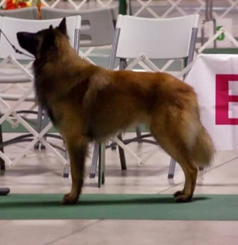 Faro, a Belgian Shepherd tested with EmbarkVet.com