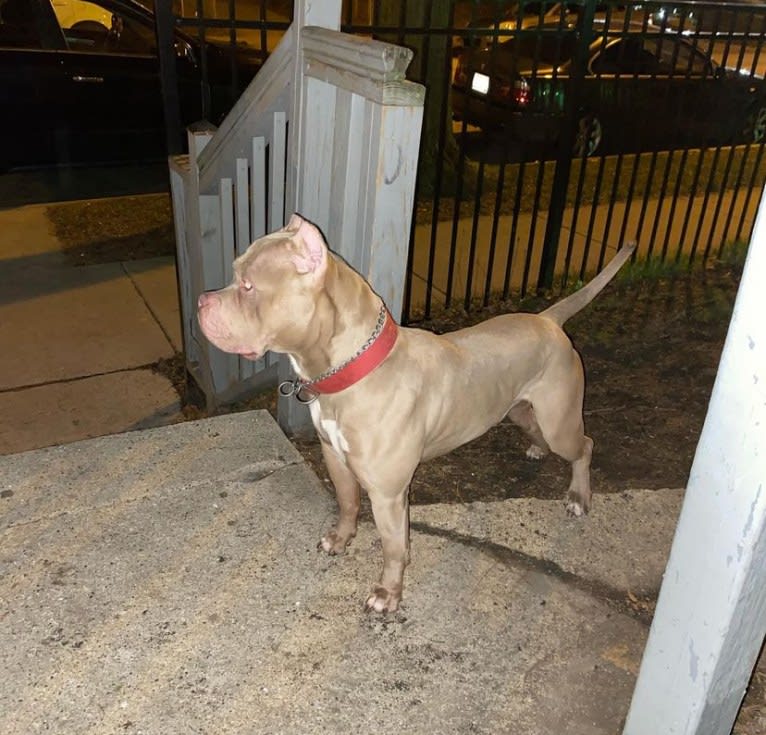 Giannis, an American Bully tested with EmbarkVet.com