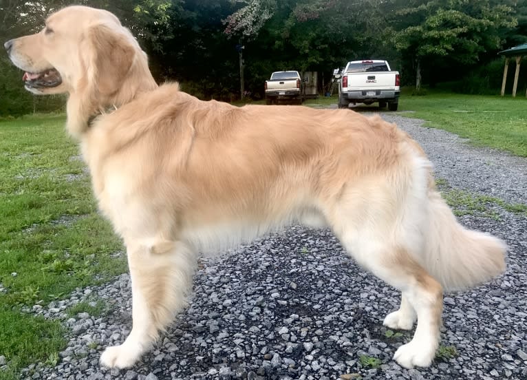 Totty, a Golden Retriever tested with EmbarkVet.com