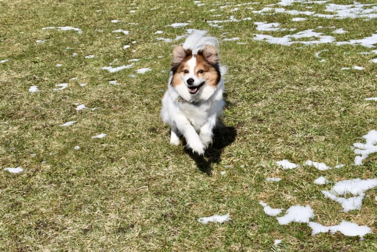 Cooper, an Australian Cattle Dog and Shih Tzu mix tested with EmbarkVet.com