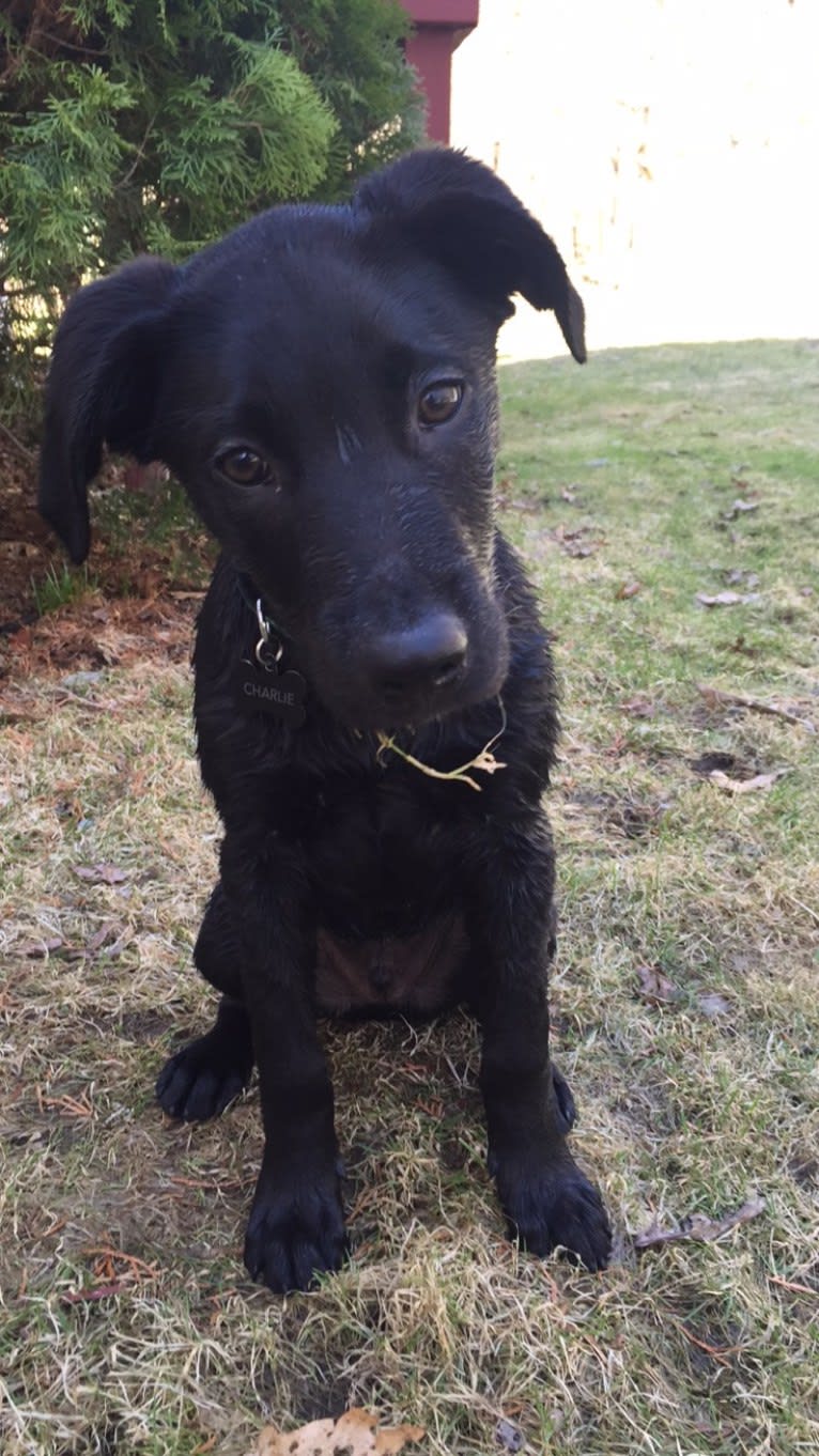 Charlie, an Australian Cattle Dog and Labrador Retriever mix tested with EmbarkVet.com