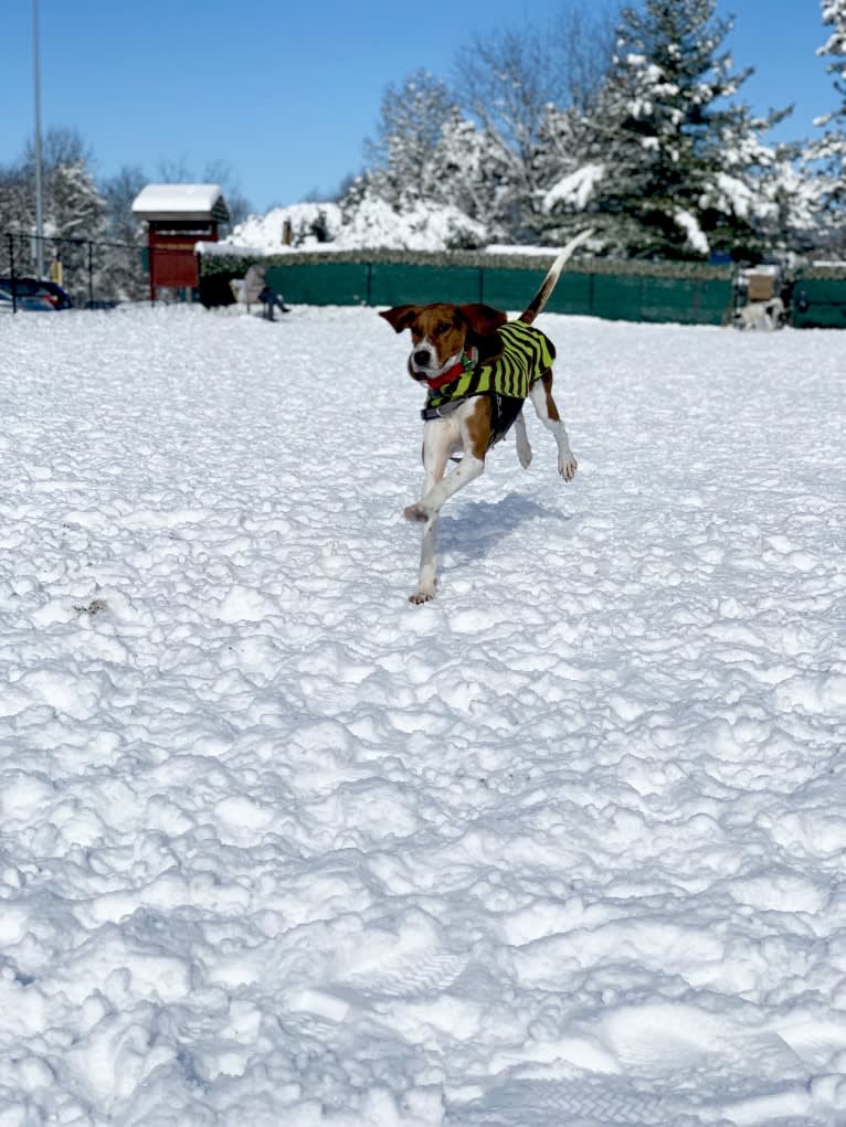 Roxy, a Treeing Walker Coonhound tested with EmbarkVet.com