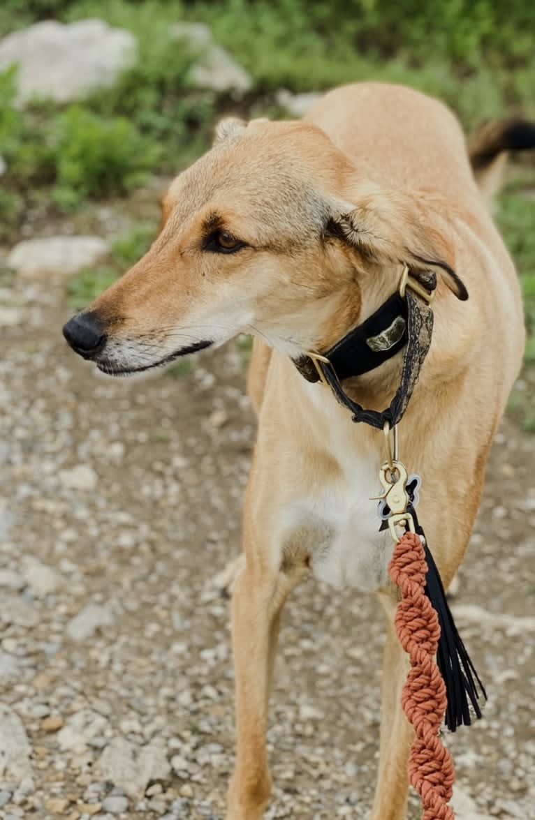 Helmut, an Arabian Village Dog tested with EmbarkVet.com