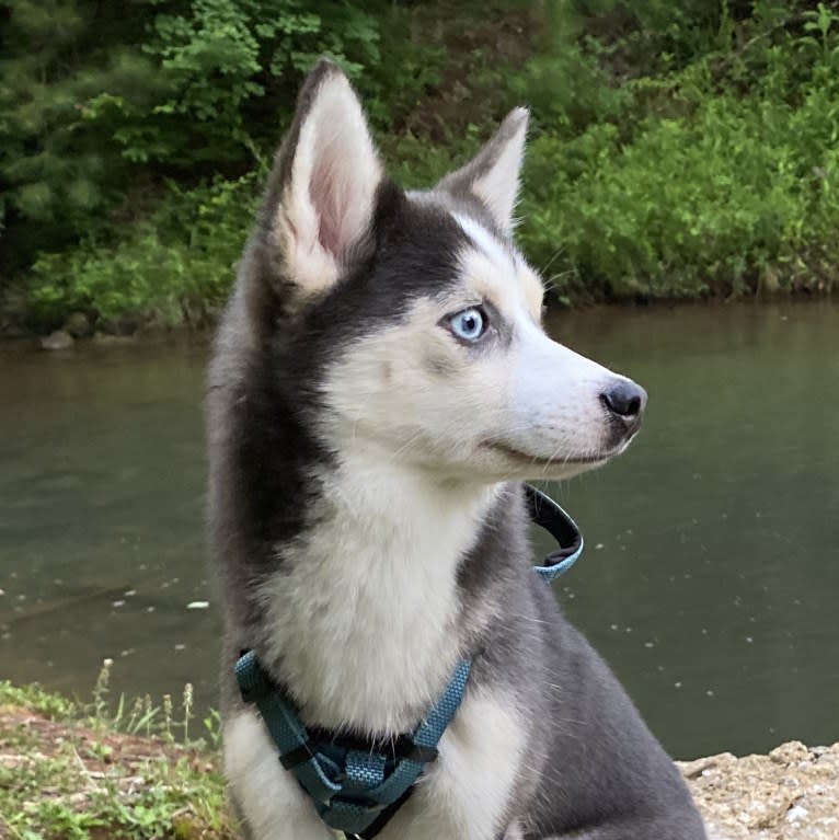 SKADI, a Pomsky tested with EmbarkVet.com