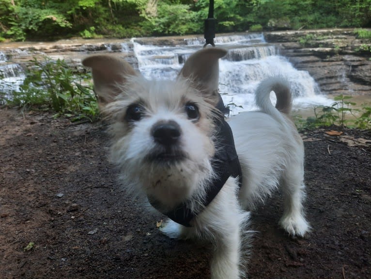 Photo of Tucker, a Chihuahua, Maltese, Shih Tzu, and Lhasa Apso mix in Sissonville, West Virginia, USA