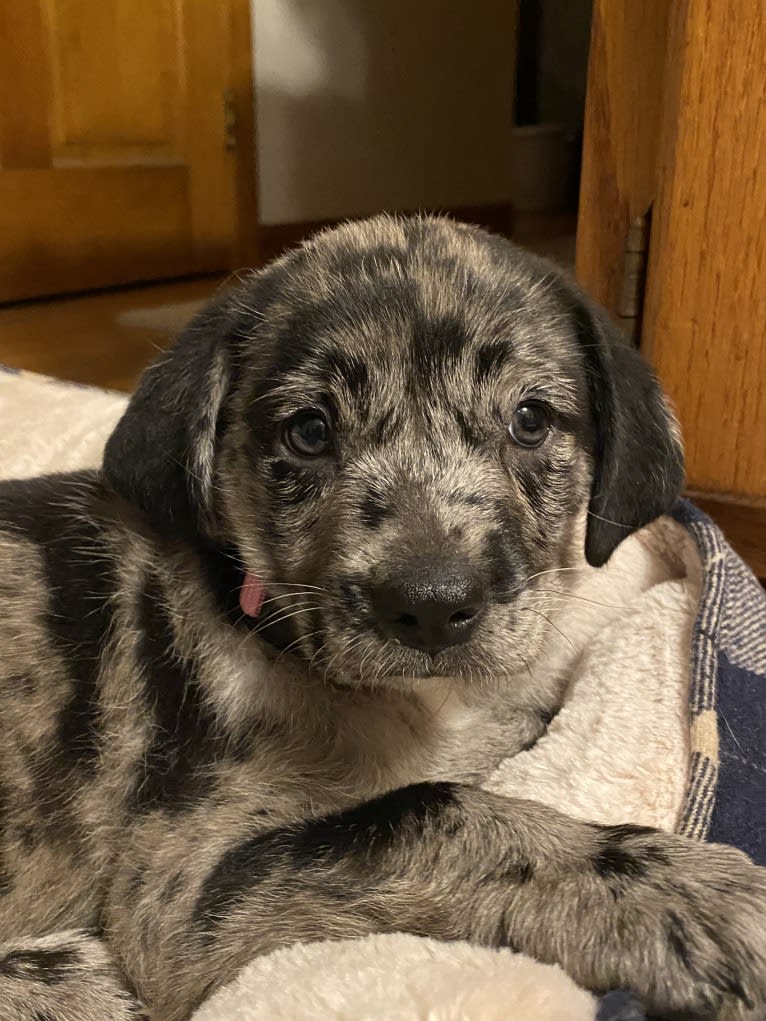 Skye, an Australian Cattle Dog and Pug mix tested with EmbarkVet.com