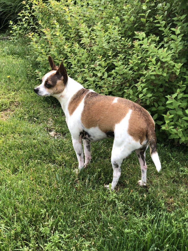 Tiki, a Rat Terrier and Shih Tzu mix tested with EmbarkVet.com