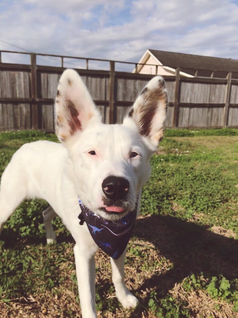 Finn, an Australian Cattle Dog and Australian Shepherd mix tested with EmbarkVet.com