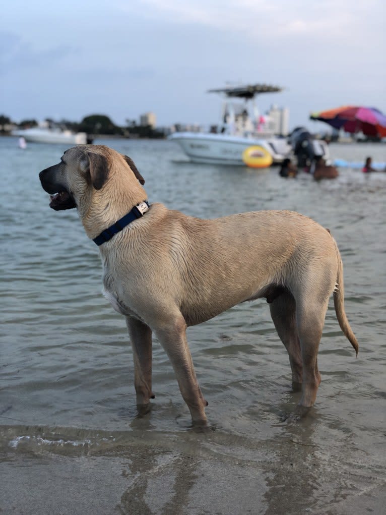 Milo, an American Pit Bull Terrier and Labrador Retriever mix tested with EmbarkVet.com