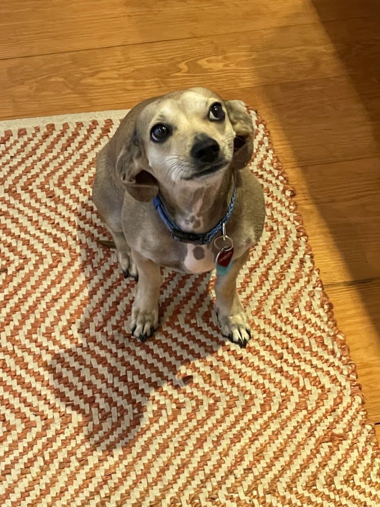 Harley, a Chihuahua and Dachshund mix tested with EmbarkVet.com