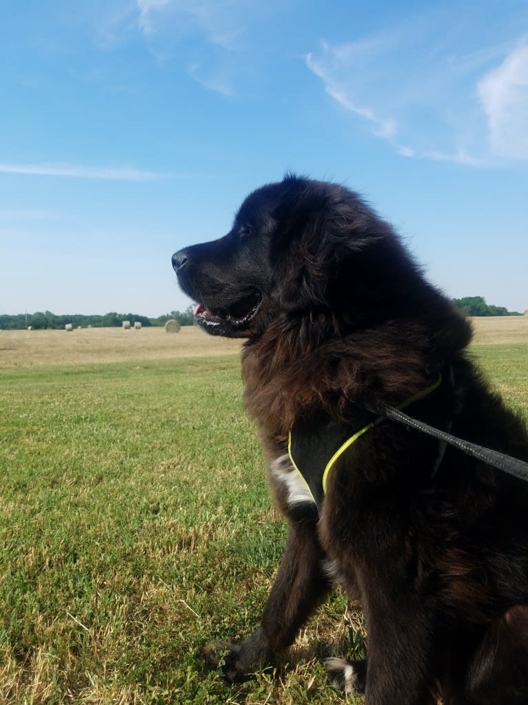 Bosco, a Saint Bernard and Labrador Retriever mix tested with EmbarkVet.com