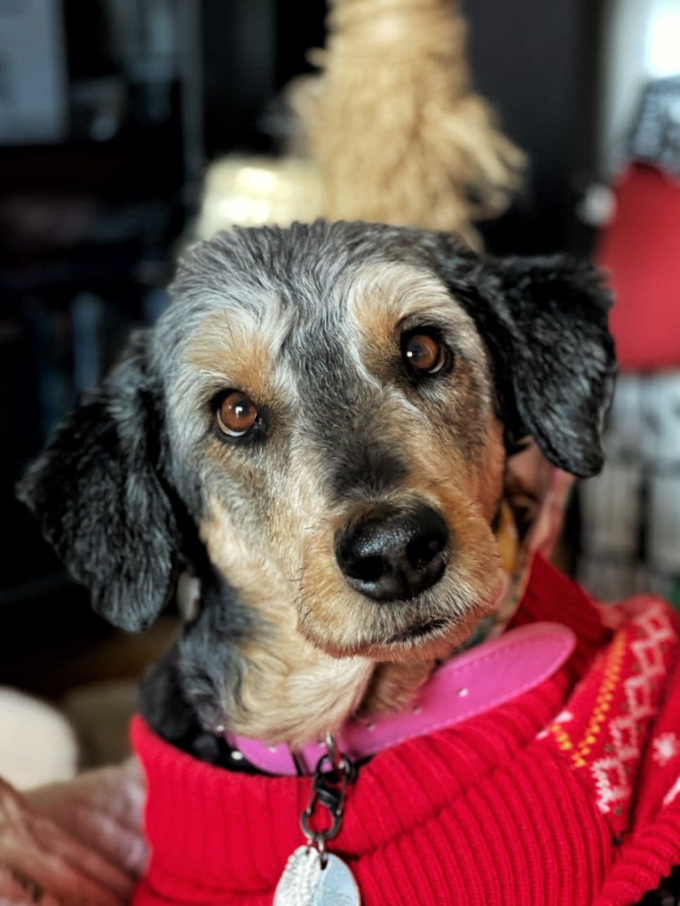 Hayley, an Aussiedoodle tested with EmbarkVet.com