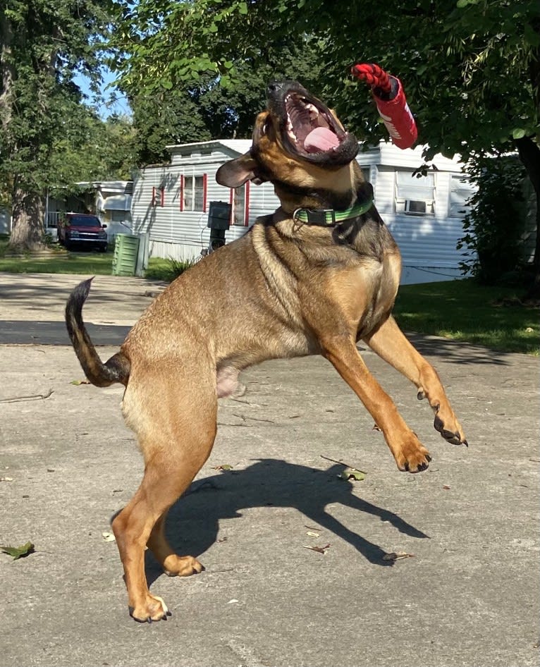 Lenny, a Rottweiler and American Pit Bull Terrier mix tested with EmbarkVet.com