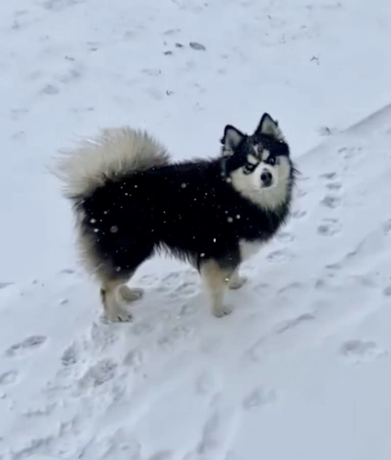 Bucky, a Pomsky tested with EmbarkVet.com