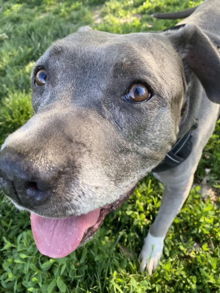 Nola, an American Pit Bull Terrier tested with EmbarkVet.com