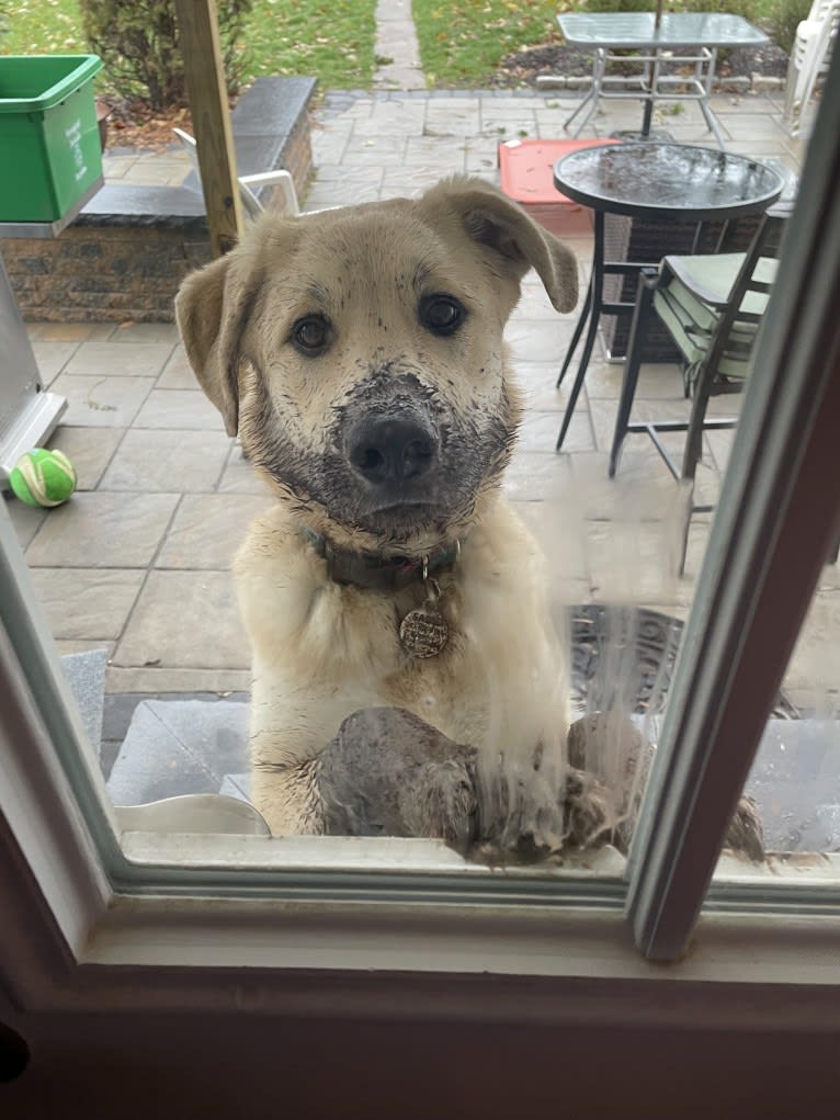 Sadie, a Great Pyrenees and German Shepherd Dog mix tested with EmbarkVet.com