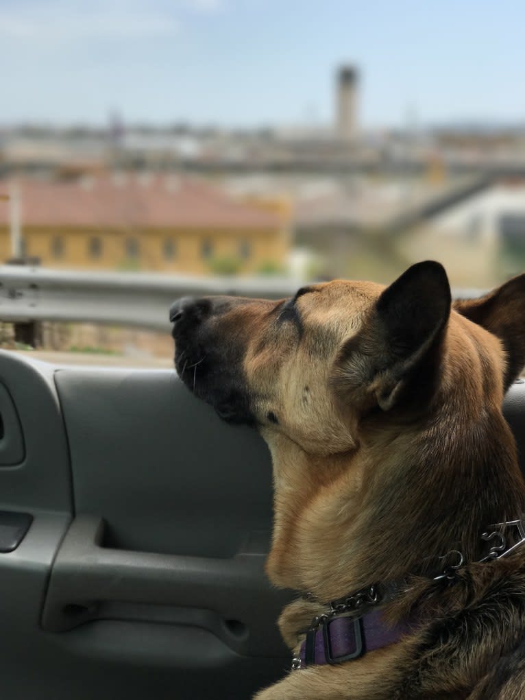 Charlotte, a German Shepherd Dog tested with EmbarkVet.com