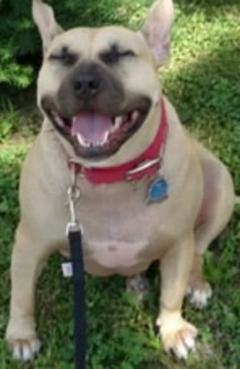 Teakie, an American Pit Bull Terrier tested with EmbarkVet.com