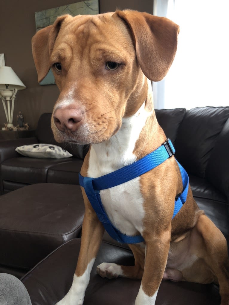 Miniature pinscher mixed with pitbull 2025