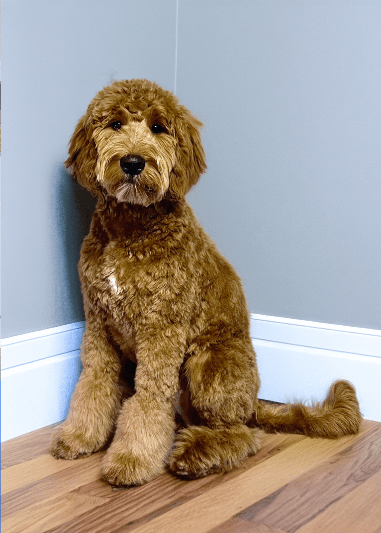 Beck, a Goldendoodle tested with EmbarkVet.com