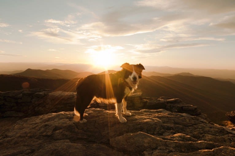 Jack, a Border Collie tested with EmbarkVet.com