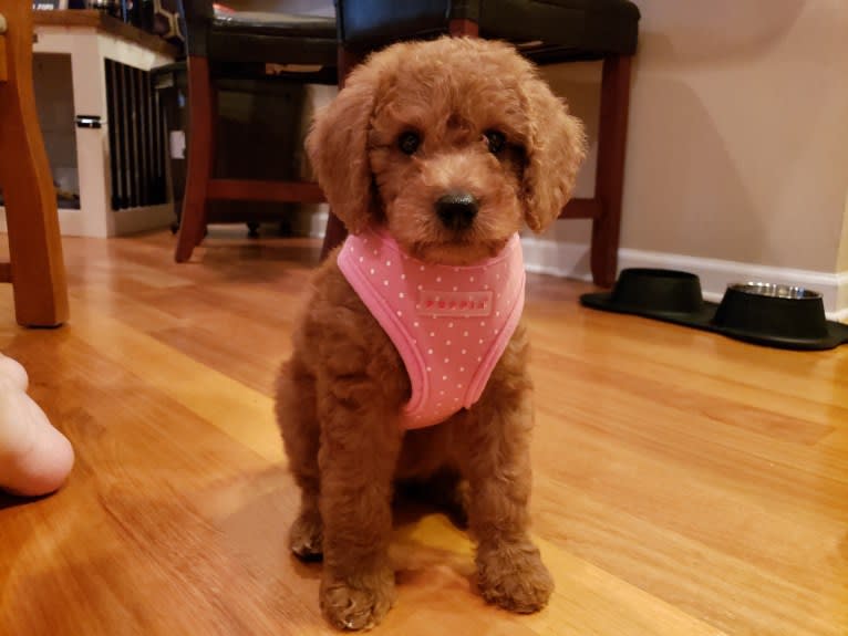 Liesel, a Goldendoodle tested with EmbarkVet.com