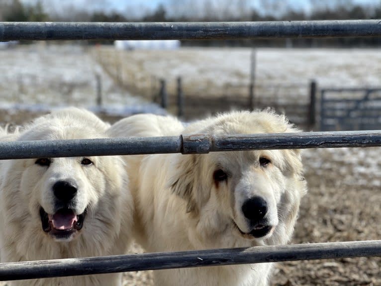 Homer, a Great Pyrenees and Anatolian Shepherd Dog mix tested with EmbarkVet.com