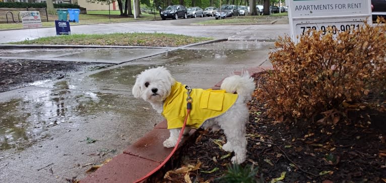 Franklin, a Maltese and Poodle (Small) mix tested with EmbarkVet.com