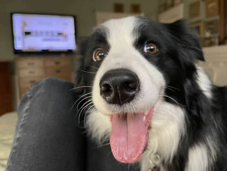 Angel, a Border Collie tested with EmbarkVet.com