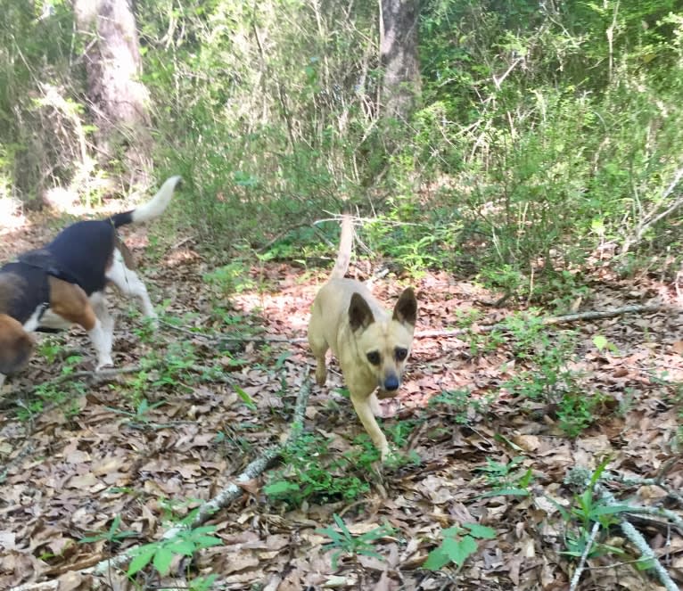 Wookie, a Chihuahua and West Highland White Terrier mix tested with EmbarkVet.com