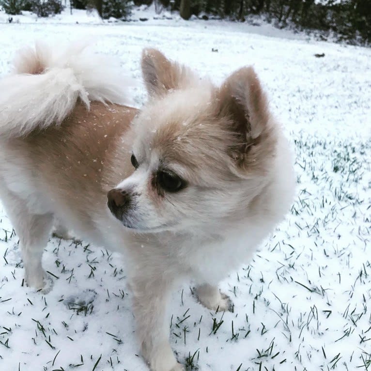 Vivien, a Pomeranian tested with EmbarkVet.com