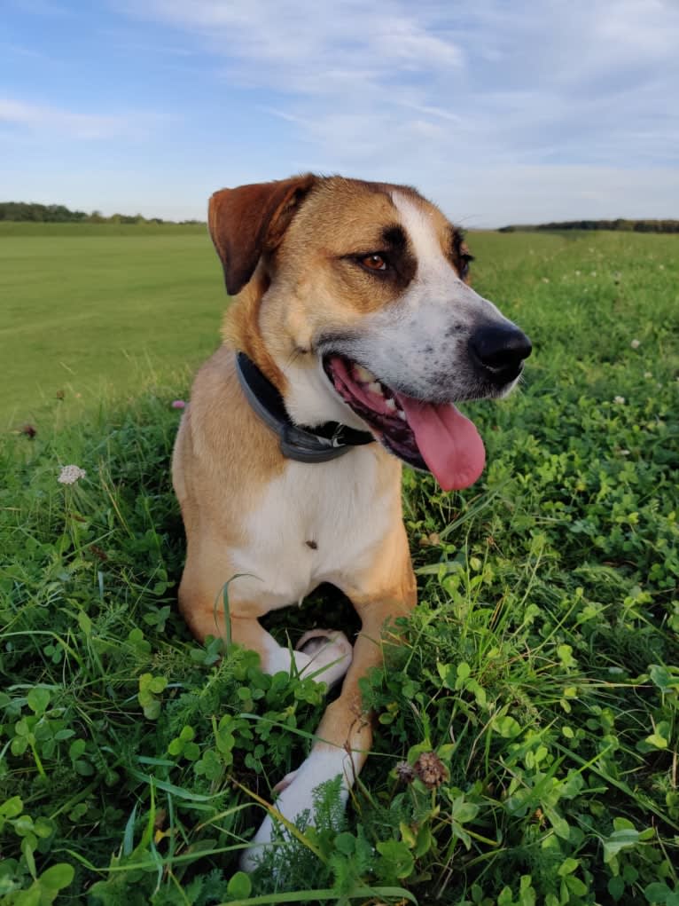 Sparky, an American Pit Bull Terrier and Collie mix tested with EmbarkVet.com