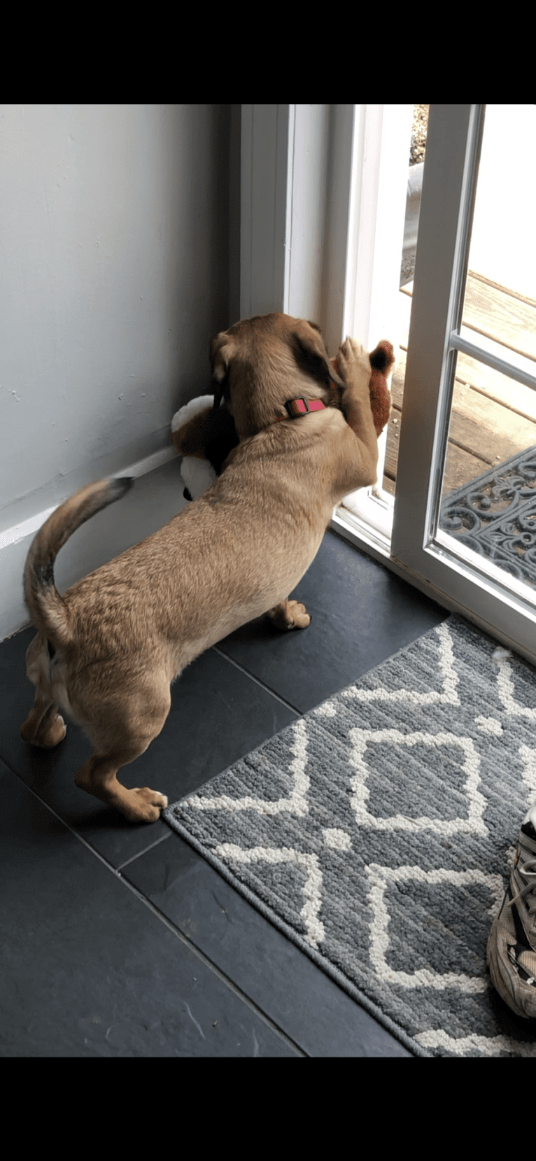 Leopold, a Dachshund and American Pit Bull Terrier mix tested with EmbarkVet.com