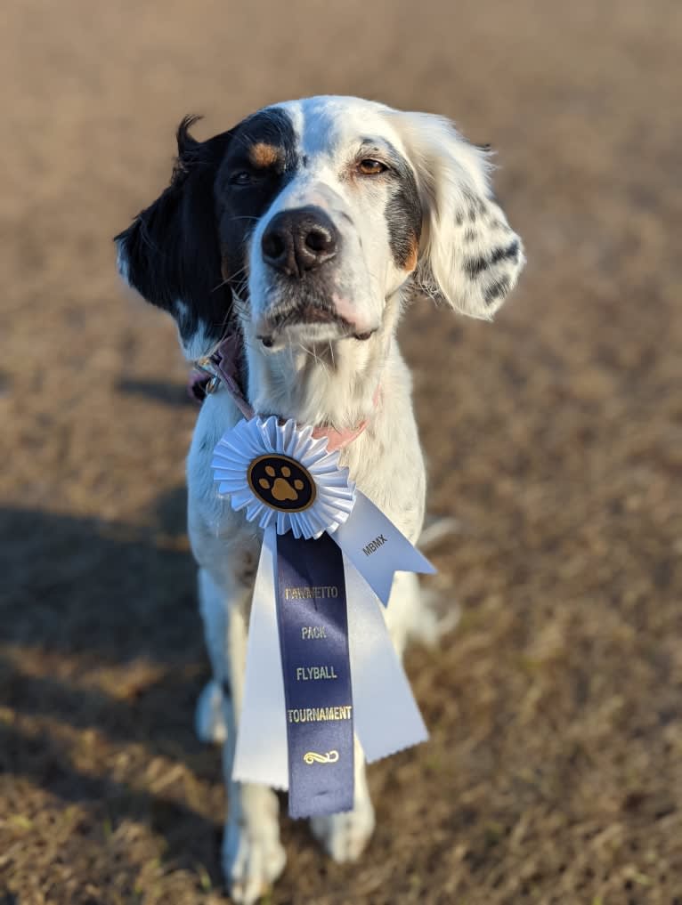 Gemma, a Llewellin Setter tested with EmbarkVet.com