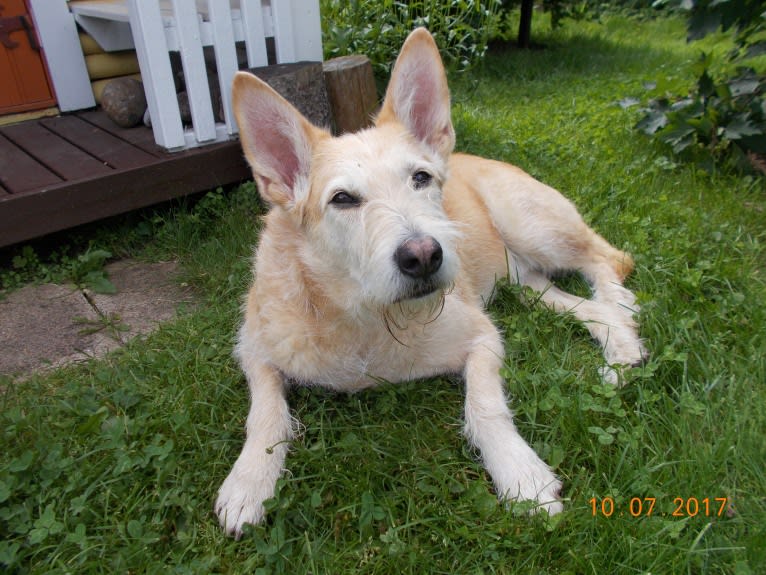 Severi, an Eastern European Village Dog tested with EmbarkVet.com