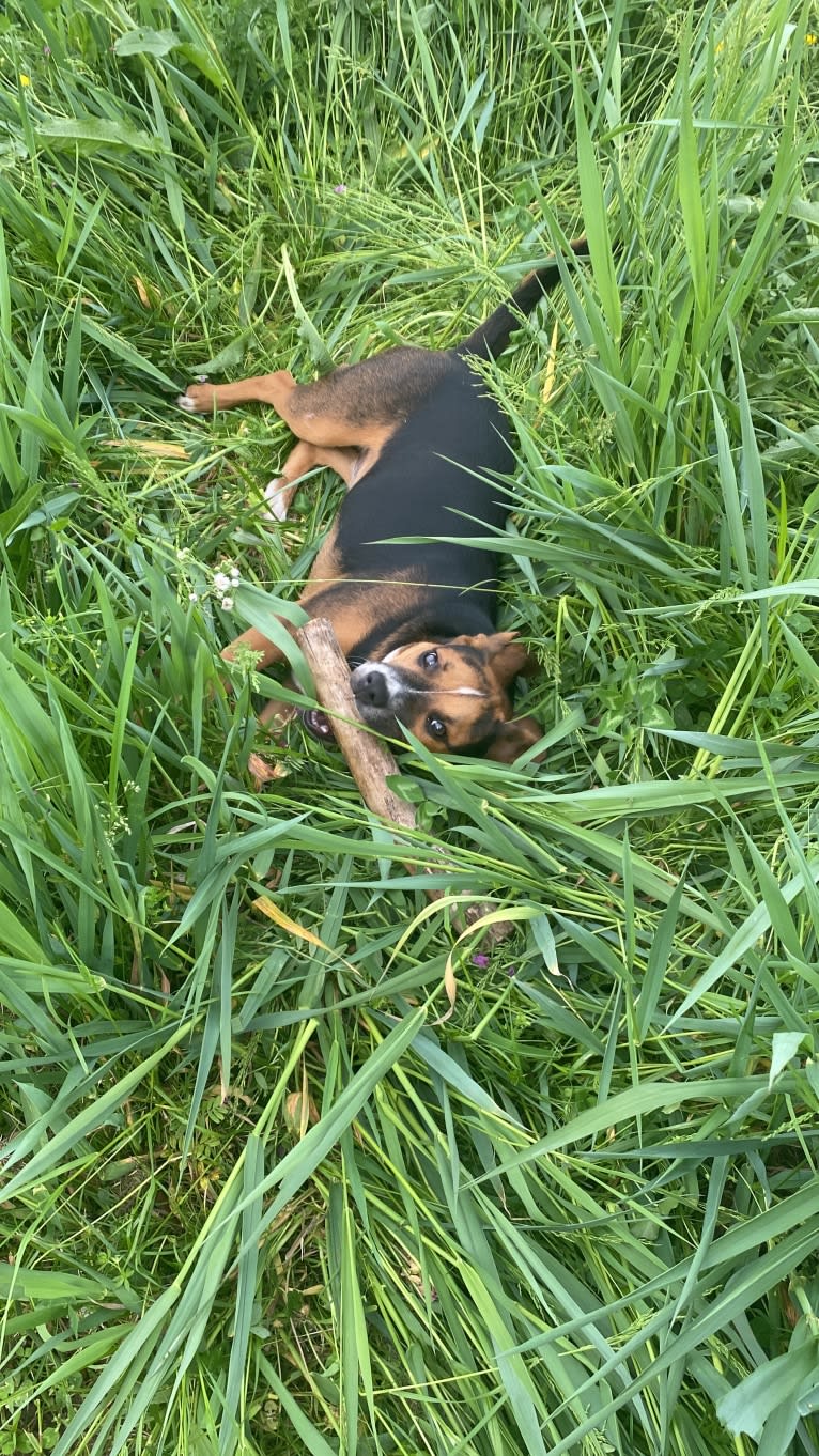 Duke Ferguson, an American Pit Bull Terrier and Australian Cattle Dog mix tested with EmbarkVet.com