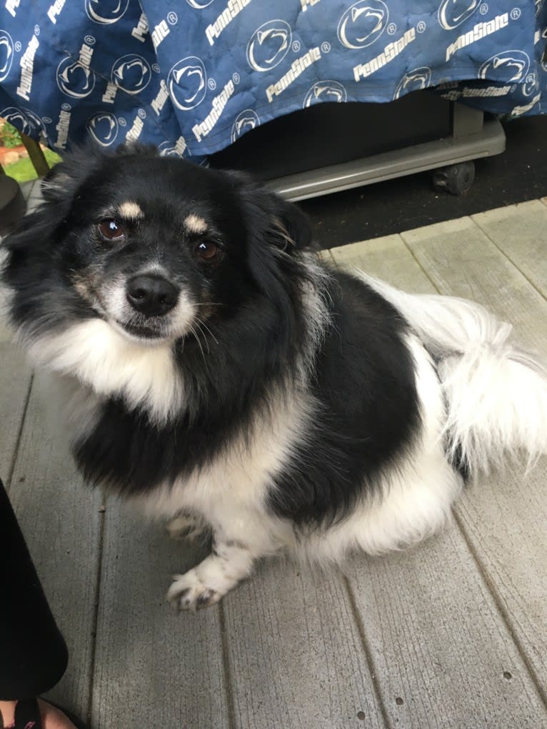 Piper, an American Eskimo Dog and Pomeranian mix tested with EmbarkVet.com