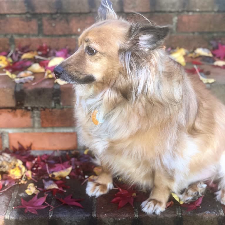 Roscoe, a Shetland Sheepdog and Chihuahua mix tested with EmbarkVet.com