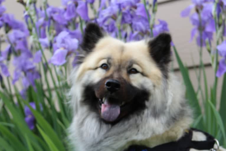 Yara, an Eurasier tested with EmbarkVet.com