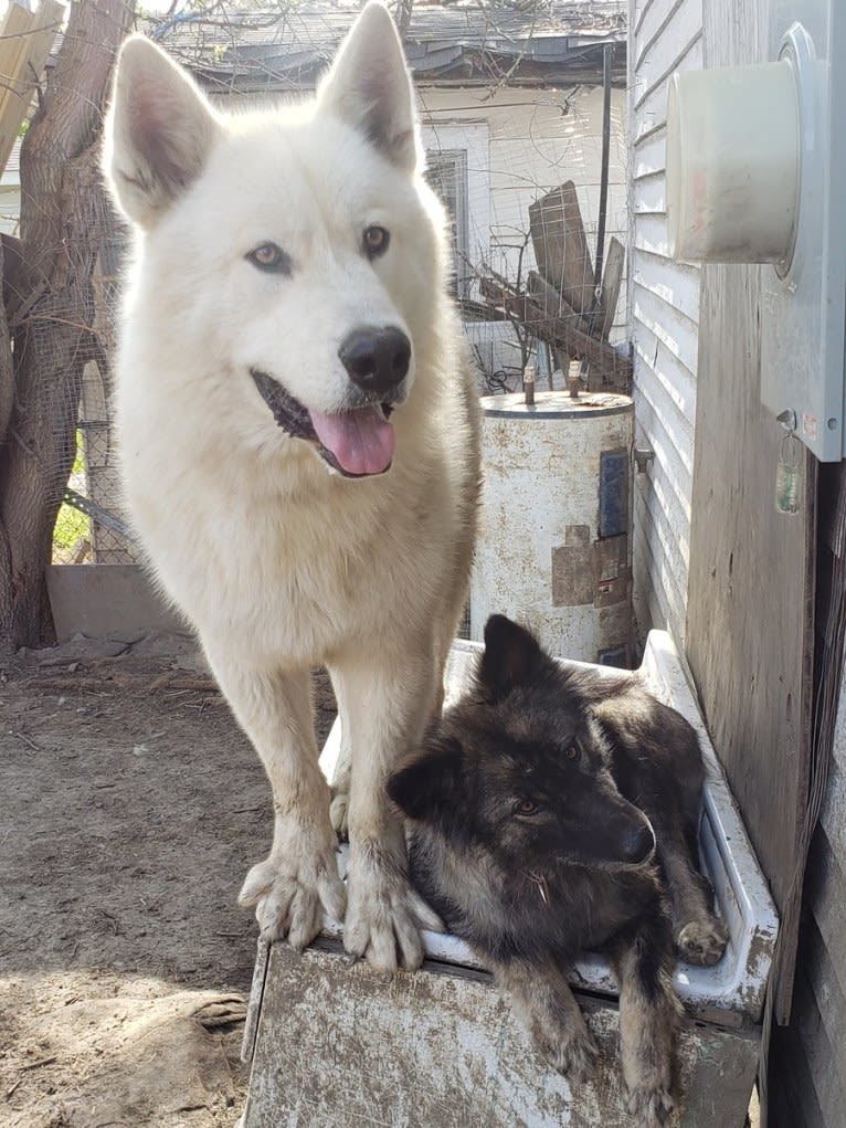 Asakan Brown a dog tested with EmbarkVet.com