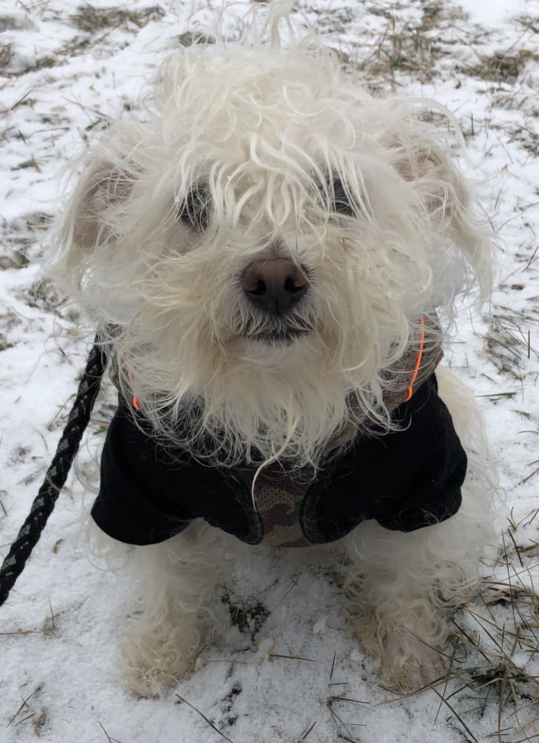 Scrappy, a Poodle (Small) and Chihuahua mix tested with EmbarkVet.com