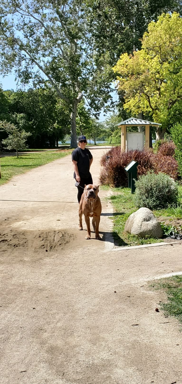 Dredd, a Cane Corso tested with EmbarkVet.com