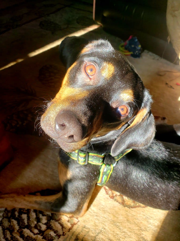 Boone, a Catahoula Leopard Dog and Poodle (Small) mix tested with EmbarkVet.com